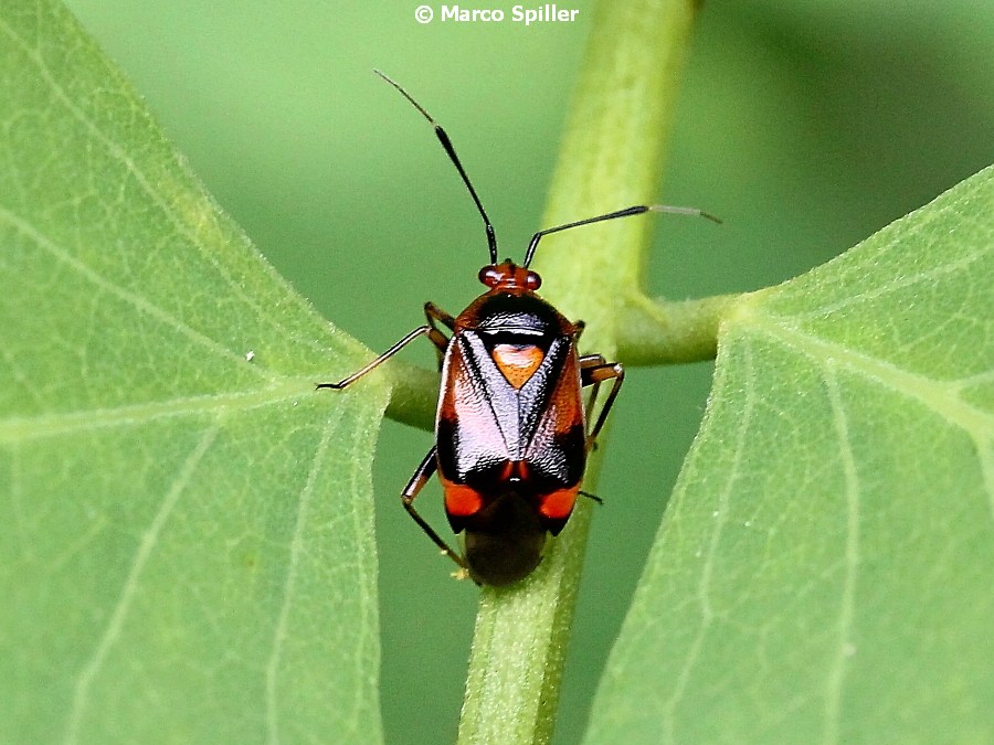 Miridae:   Deraeocoris ruber (anche in forma segusina)